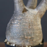 P.グラキリス 1624