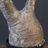 P.グラキリス 1624