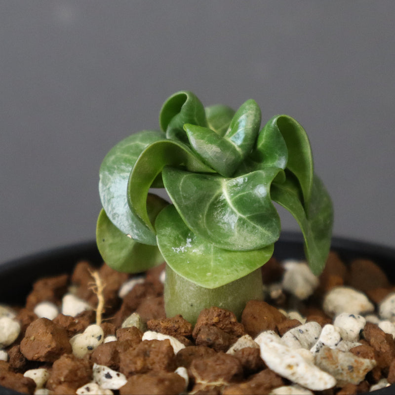 A.アラビカム（獅子葉）EC940