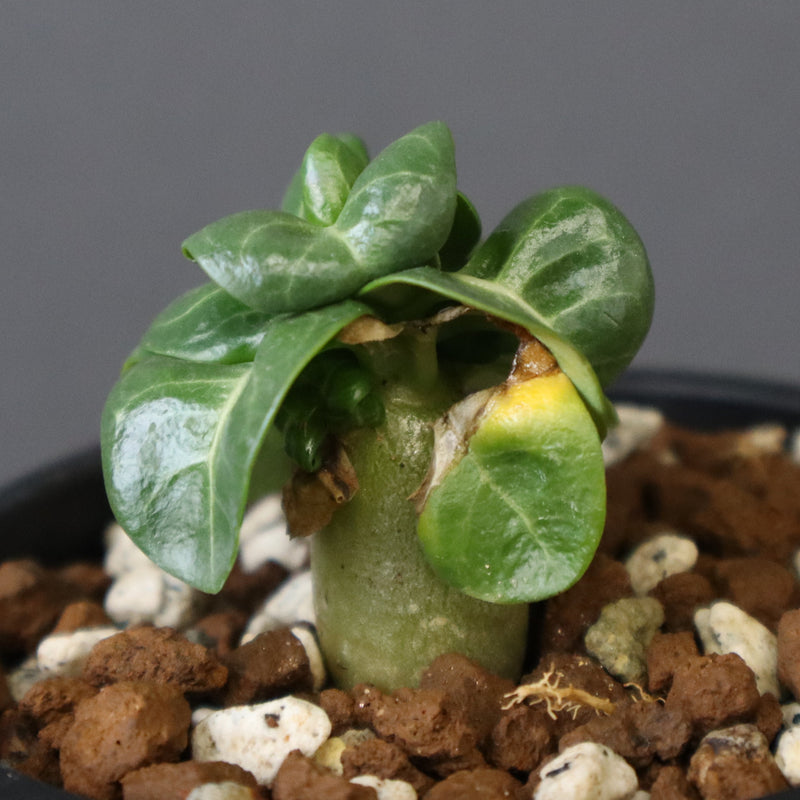 A.アラビカム（獅子葉）EC940