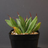 アガベ  キュービック（白）　EC1678