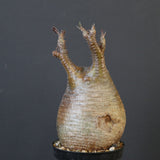 P.グラキリス 1627