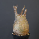 P.グラキリス 1627