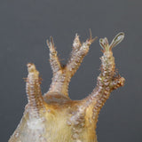 P.グラキリス 1627