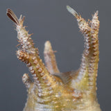 P.グラキリス 1627