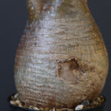 P.グラキリス 1627