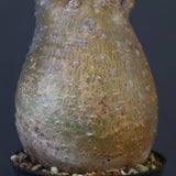 P.グラキリス 1627