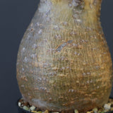 P.グラキリス 1627