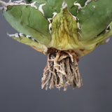 【ベアルート】アガベ シーザー EC3468