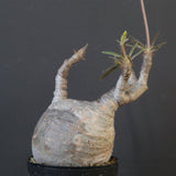 P.グラキリス 1626