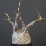 P.グラキリス 1626