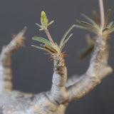 P.グラキリス 1626