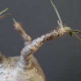 P.グラキリス 1626