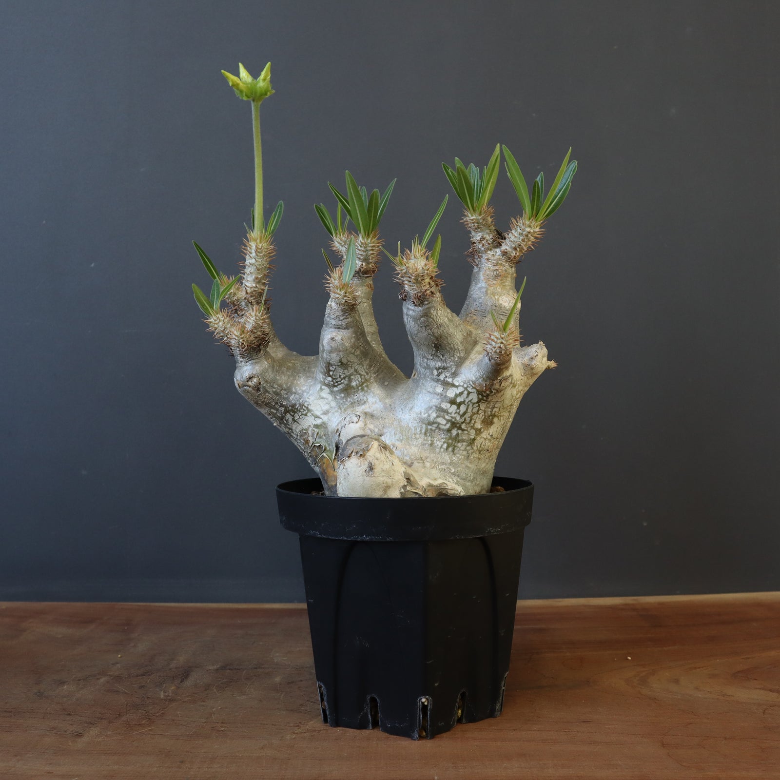 パキポディウム  イノピナツム パキポディウム・イノピナツム | trigger