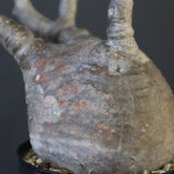 P.グラキリス 1626