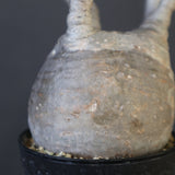 P.グラキリス 1626