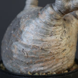 P.グラキリス 1626