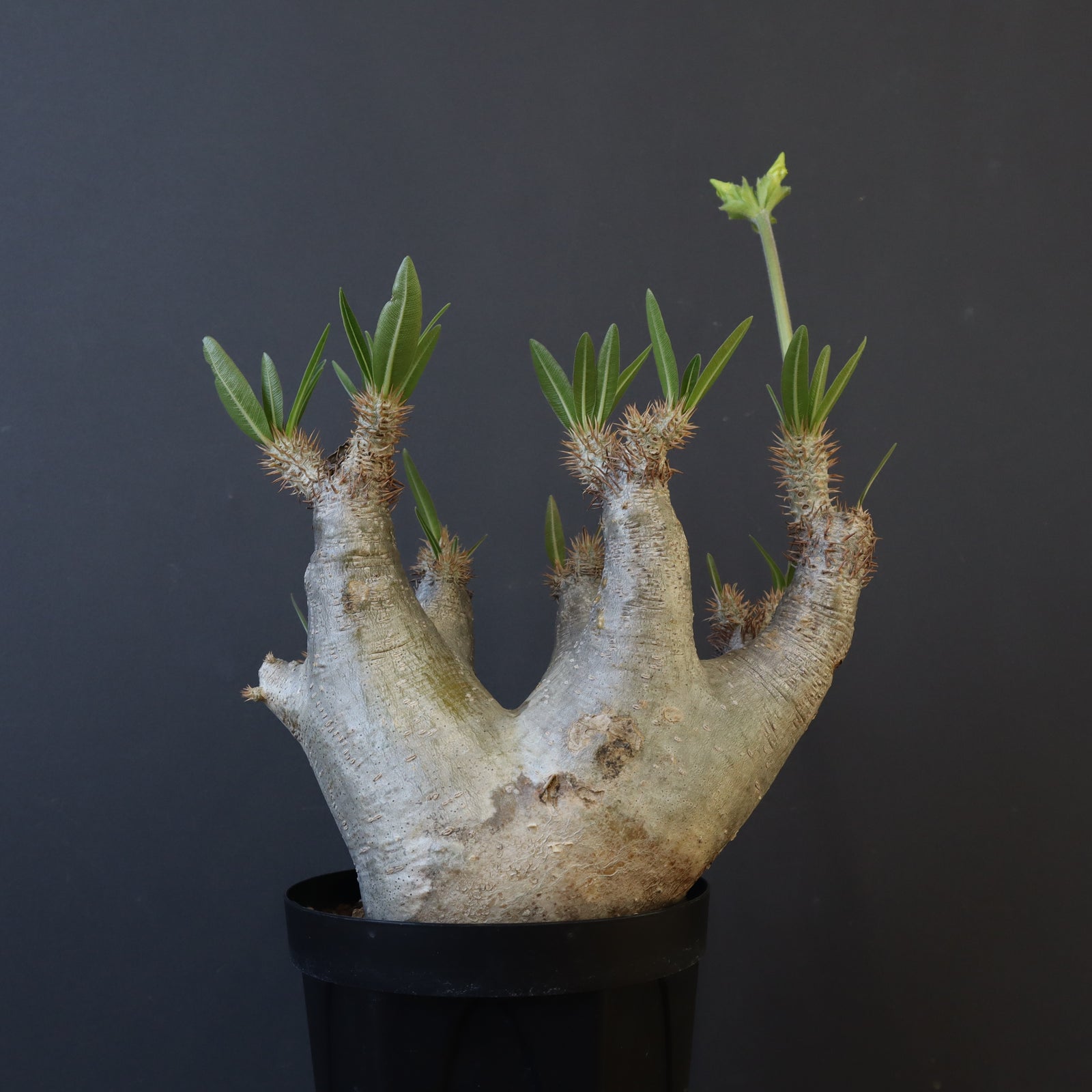 イノピナツム 20粒 イノピナツム 20粒