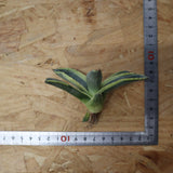 【ベアルート】アガベ シャークスキン錦　 02