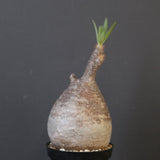 P.グラキリス 1840