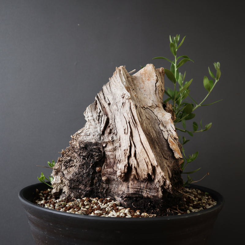 オールドオリーブ（古木） EC2631 – TaiShoDo ONLINE SHOP