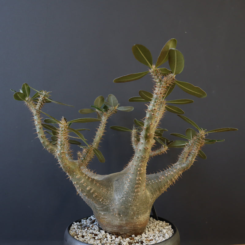 P.カクチペス ①