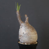 P.グラキリス 1840