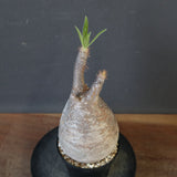 P.グラキリス 1840