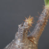 P.グラキリス 1840