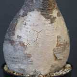 P.グラキリス 1840