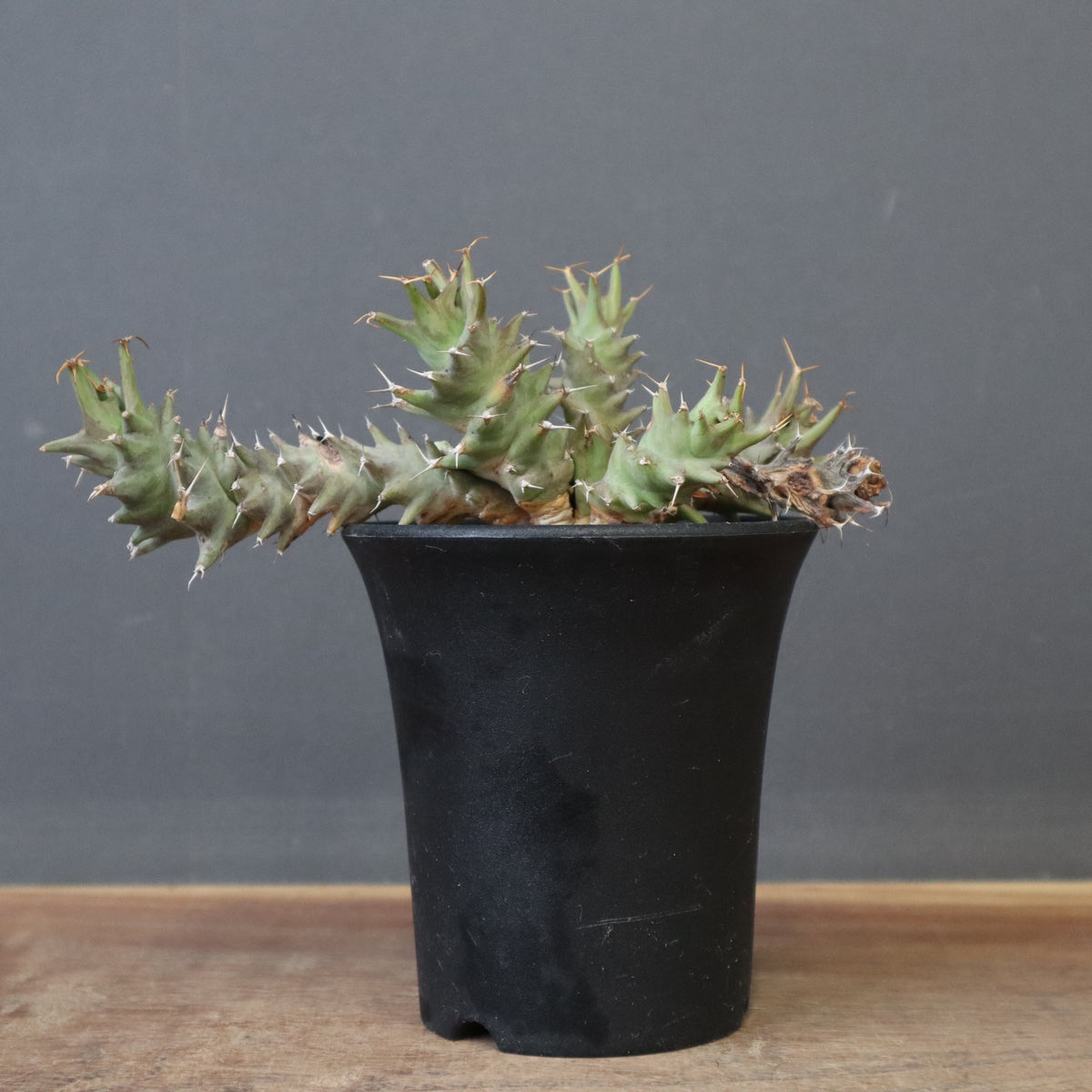 塊根植物 – 2ページ目 – TaiShoDo ONLINE SHOP