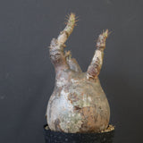 P.グラキリス 1828