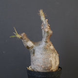 P.グラキリス 1828