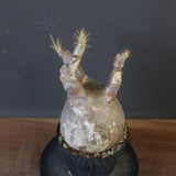 P.グラキリス 1828