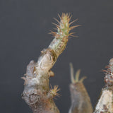 P.グラキリス 1828