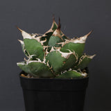 アガベ  SAD EC1457