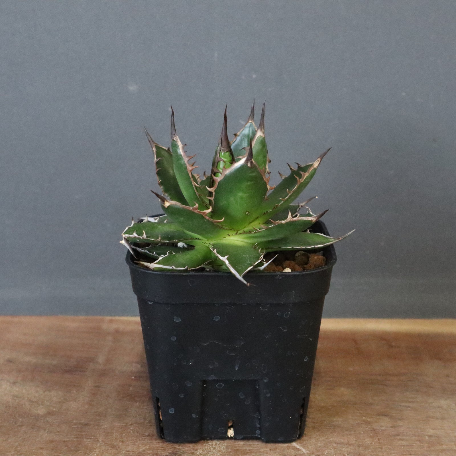 アガベ　ホリダ　美株 アガベ ホリダ 【発根済み】HK2400057 | RAFLUM / ラフラム