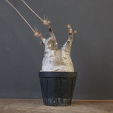 P.グラキリス 1883