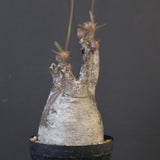P.グラキリス 1883
