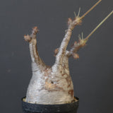 P.グラキリス 1883