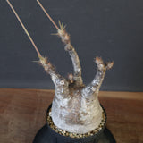 P.グラキリス 1883