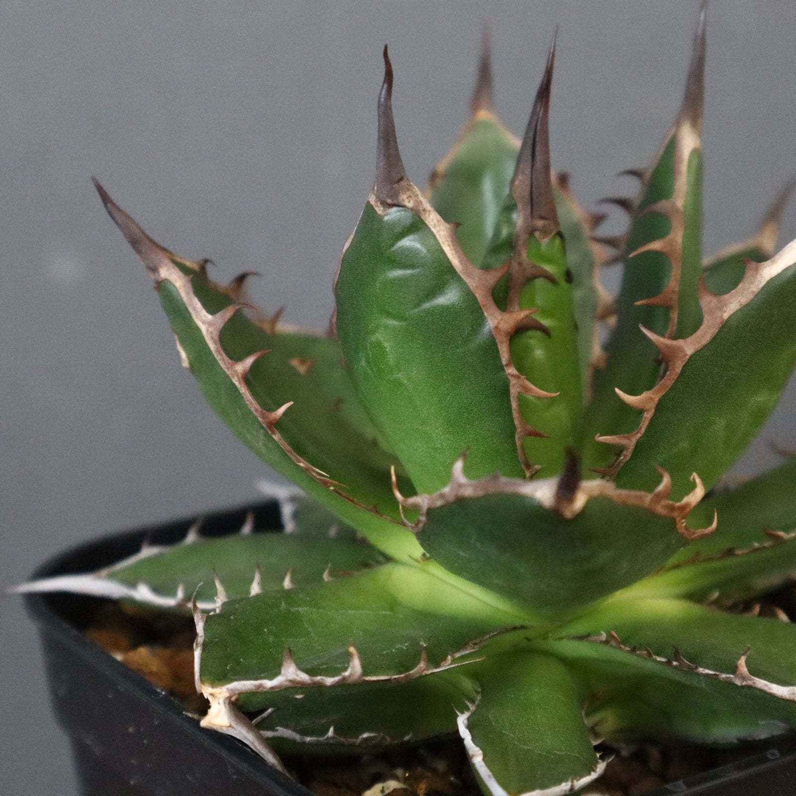 アガベ 姫ホリダ EC325 – TaiShoDo ONLINE SHOP