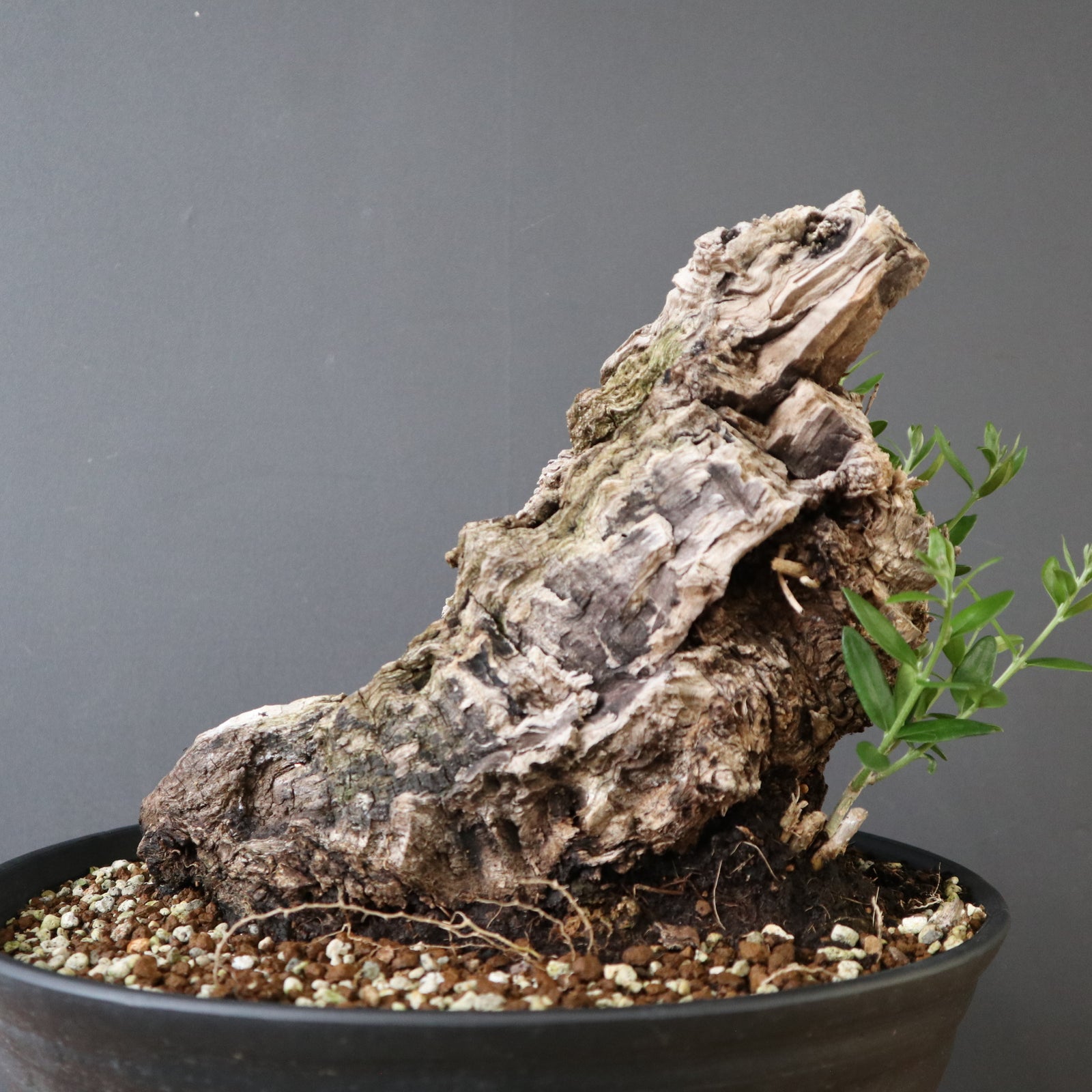 オールドオリーブ（古木） EC2633 – TaiShoDo ONLINE SHOP