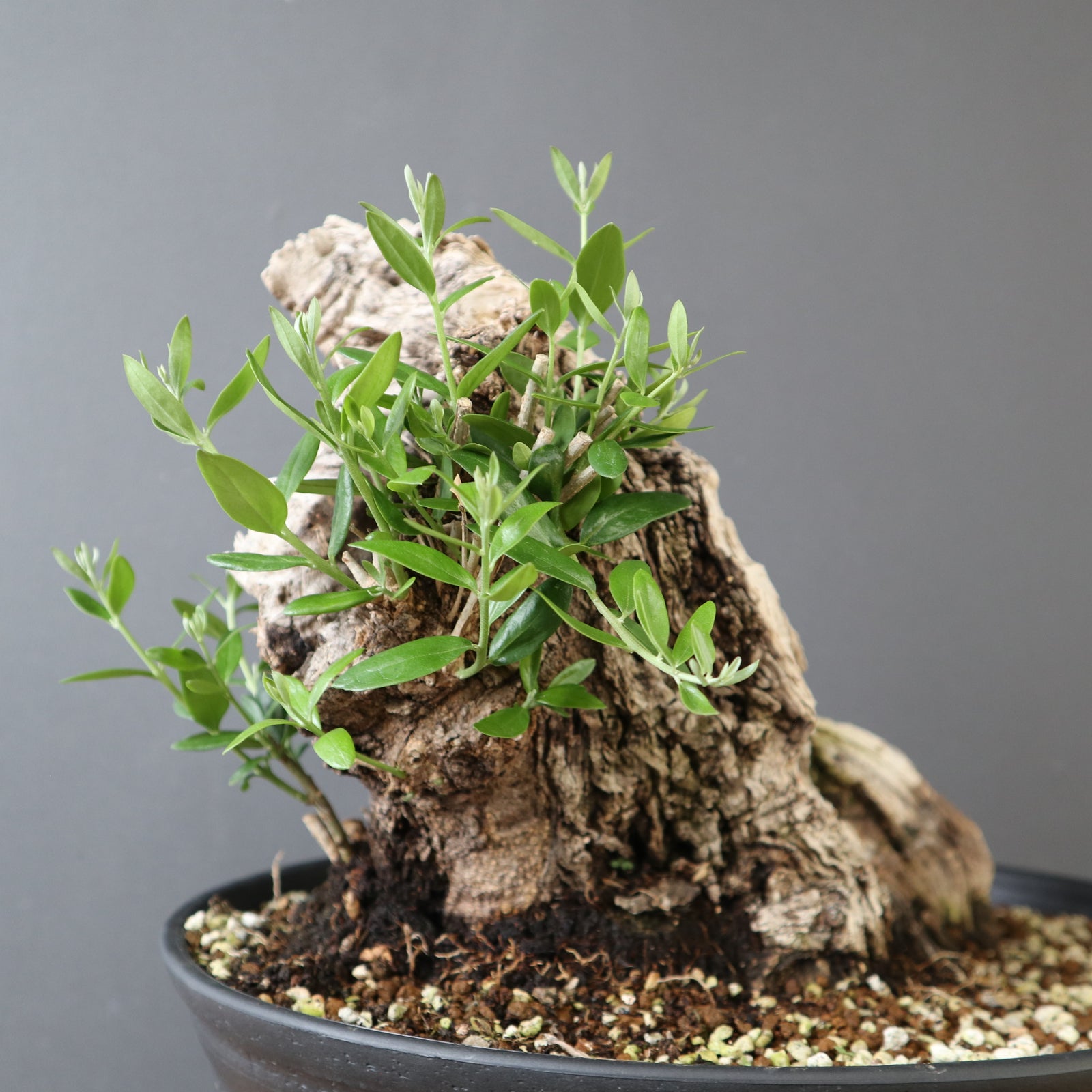 オールドオリーブ（古木） EC2633 – TaiShoDo ONLINE SHOP