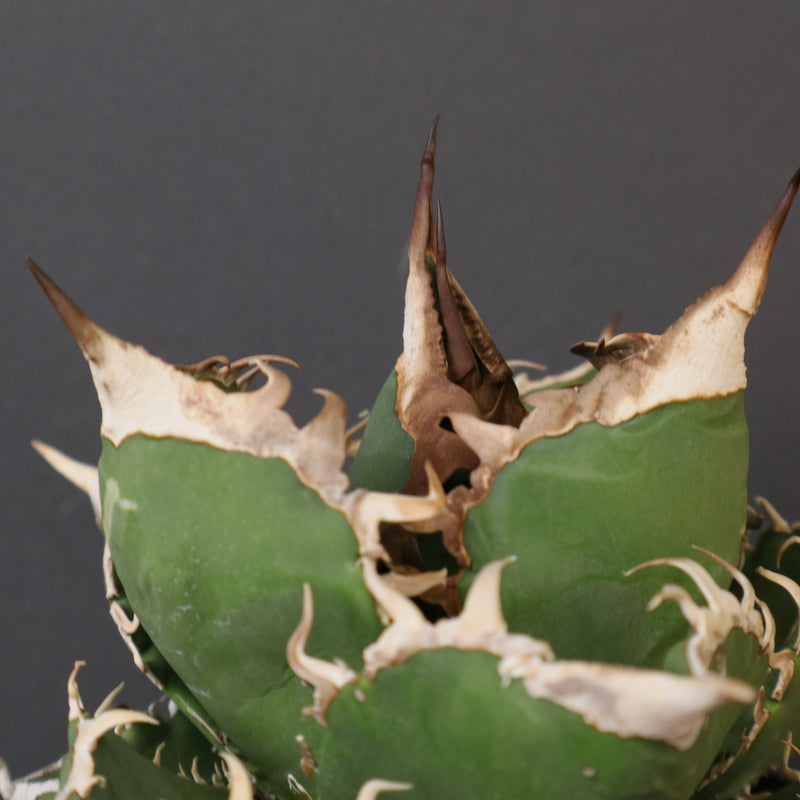 アガベ SAD EC1458 – TaiShoDo ONLINE SHOP