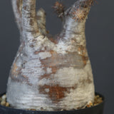 P.グラキリス 1883