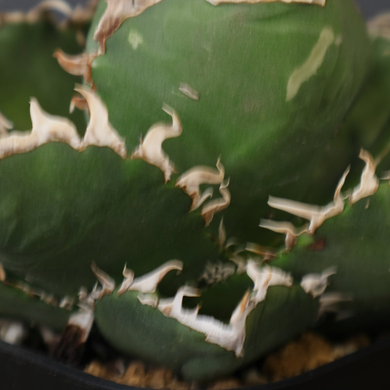 アガベ SAD EC1458 – TaiShoDo ONLINE SHOP