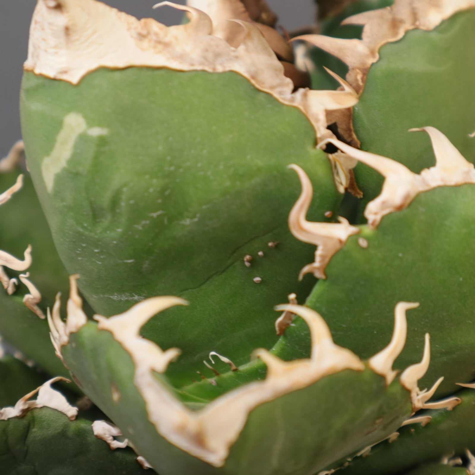 アガベ SAD EC1458 – TaiShoDo ONLINE SHOP