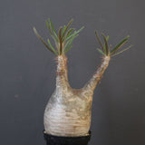 P.グラキリス 1826