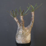 P.グラキリス 1826